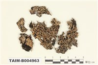 藏品(雪花衣屬)的圖片